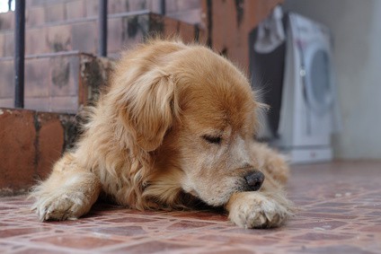 7 Signs Your Dog Has Allergies Making Him Miserable