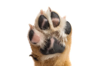 Dog Foot Problems You Need To Take Care Of Now
