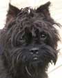 affenpinscher