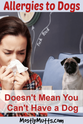 allergies to dogs