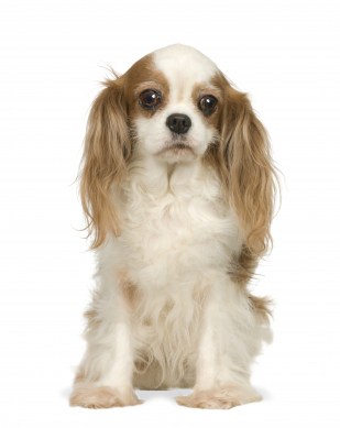 cavalierkingcharlesspaniel