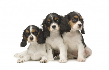 cavalierkingcharlesspanielpuppies