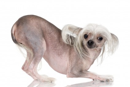 chinese crested dog of dog