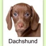 dachshundcreative