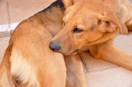 Common Dog Skin Problems and How to Help Them
