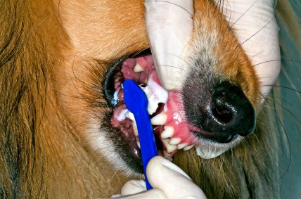 brush dogs teeth