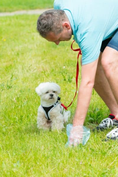 Dog Poop; What the Color and Consistency Means - MOSTLY MUTTS