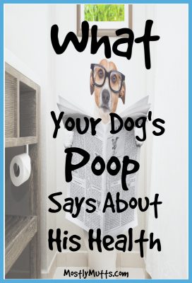 dog poop colors