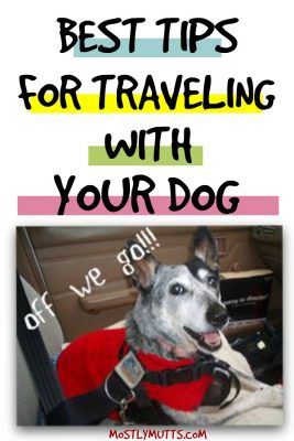 dog travel tips