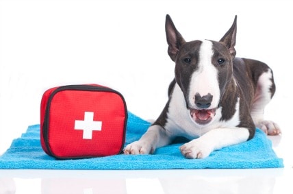 First Aid Kit For Dogs-Be Prepared For Any Emergency