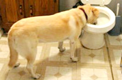 dog drink from toilet