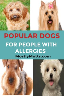 Hypoallergenic Dogs Dogs For Allergy Sufferers Mostly Mutts