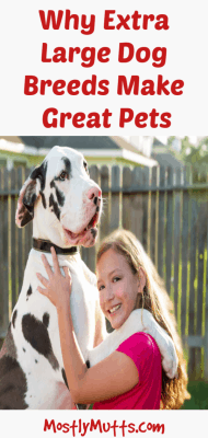 extra large dog breeds