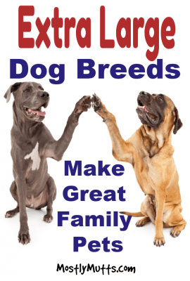 gentle giant dog breeds