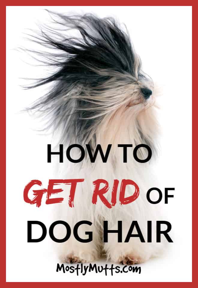 HOW TO GET RID OF DOG HAIR MOSTLY MUTTS