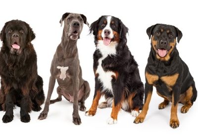 giant breed dogs