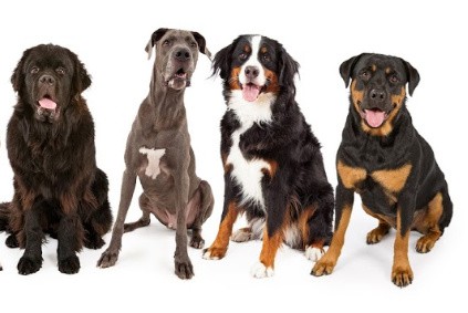 Gentle best sale giant breeds