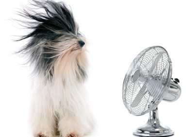 dog in front of fan