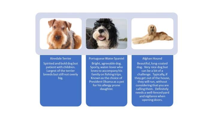 large hypoallergenic dog breeds