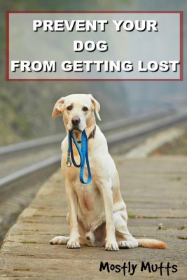 prevent your dog from getting lost