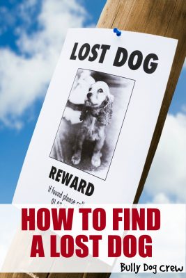 find a lost dog