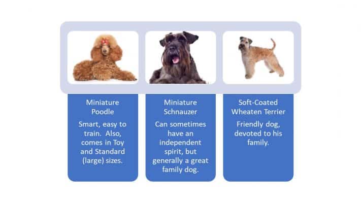 medium hypoallergenic dog breeds