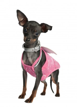 miniaturepinscher-2