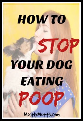 stop your dog eating poop