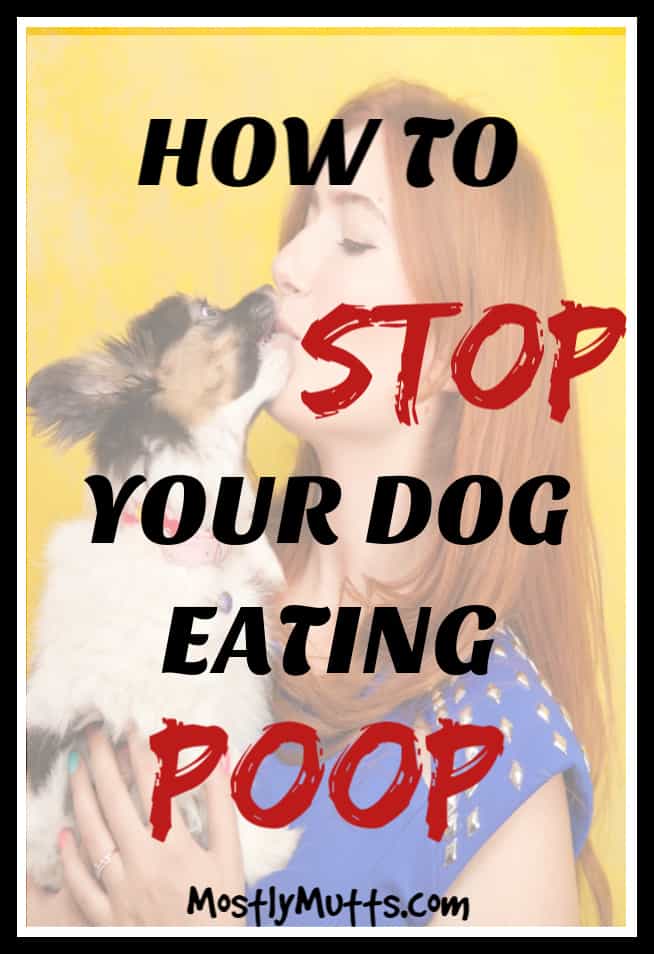 Stop Dogs From Eating Poop MOSTLY MUTTS