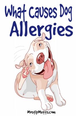 causes of dog allergies